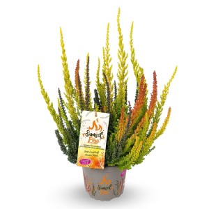 Hangafű Sunset Fire Trio cserépben, Calluna vulgaris sárga, zöld és narancssárga hajtásokkal.