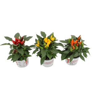'Sombrero' díszpaprika különböző színekben cserépben. Termő zöldség beltérre és kültérre.