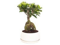 Ginseng Bonsai kerek cserépben magasság 40 cm cserépátm. 19 cm Ficus microcarpa Ginseng Bonsai kerek cserépben magasság 40 cm cserépátm. 19 cm Ficus microcarpa