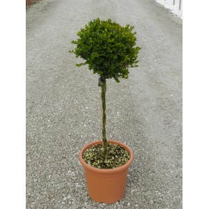 GROW by OBI Faulkner bukszus gömb formában cserépben, kb. 65 cm magas.