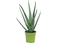 Aloe vera cserépátmérő: kb. 14 cm (Aloe vera) Aloe vera cserépátmérő: kb. 14 cm (Aloe vera)