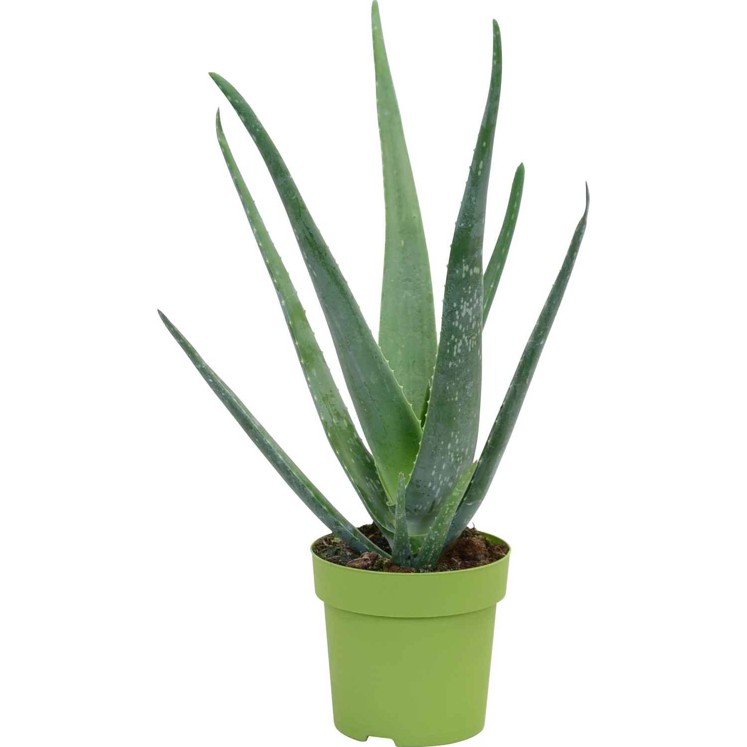 Aloe vera cserptmr: kb. 14 cm (Aloe vera)