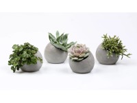 Pozsgás növények különböző fajták beton kaspóban cserépátmérő: kb. 6 cm Pozsgás növények különböző fajták beton kaspóban cserépátmérő: kb. 6 cm