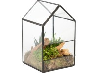 Zöldnövény kompozíció üvegházban cserépátmérő: kb. 14 cm