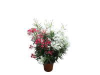 Leander bokor 26 cm