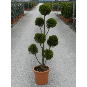 Castlewelland Gold óriás ciprus formázott növényként cserépben, kb. 100 cm magas.