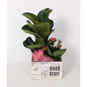 Hegedűlevelű fikusz elrendezés fa cserépben kalanchoe-val, cserép Ø kb. 15 cm.