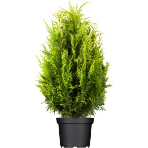 Smaragd tuja cserépben, kb. 120-140 cm magas, örökzöld sövénynövény.