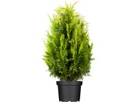 OBI életfa OBI életfa