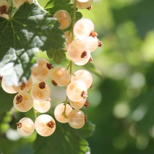 Közeli kép fehér ribizliről (Ribes sativum) a bokron.