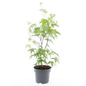 Japán juhar (Acer palmatum) cserépben, kb. 40-60 cm magas.