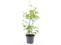 Japán ujjas juhar 7-féle változatban magasság kb. 40 cm - 60 cm Acer palmatum Japán ujjas juhar 7-féle változatban magasság kb. 40 cm - 60 cm Acer palmatum