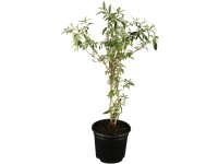 OBI nyáriorgona kék magasság kb. 10 cm- 20 cm cserép kb. 3 l Buddleja OBI nyáriorgona kék magasság kb. 10 cm- 20 cm cserép kb. 3 l Buddleja