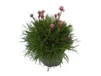 Pázsitszegfű lila cserépátmérő kb. 11 cm Armeria maritima