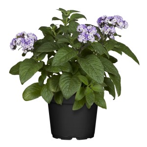 Cserepes vaníliavirág, Heliotropium arborescens kék virágokkal.