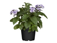 Vaníliavirág kék cserépátmérő kb. 12 cm Heliotropium arborescens Vaníliavirág kék cserépátmérő kb. 12 cm Heliotropium arborescens