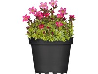 OBI mohalevelű kőtörőfű, cserépátmérő: kb. 13 cm Saxifraga