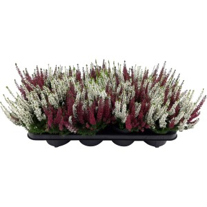 Piros-fehér csarab cserépben, Calluna vulgaris, télálló őszi növény.