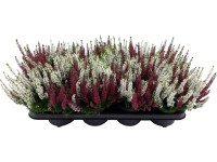 Csarab piros-fehér cserépátmérő: kb. 12 cm Calluna Csarab piros-fehér cserépátmérő: kb. 12 cm Calluna