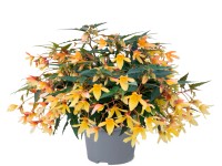 Begónia Groovy 14 cm Begónia Groovy 14 cm