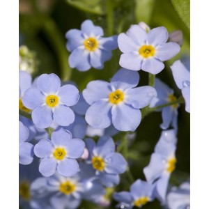 Közeli kép a kék mocsári nefelejcsről (Myosotis palustris) sárga közepével.