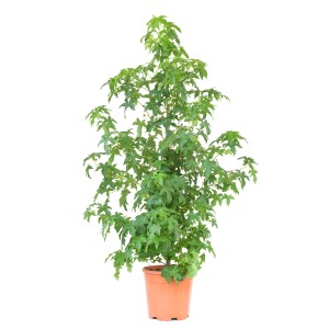 GROW by OBI Amerikai ámbrafa (Liquidambar Styraciflua) cserépben, zöld levelek.