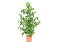 GROW by OBI amerikai ámbrafa cserép kb. 10 l Liquidambar Styraciflua GROW by OBI amerikai ámbrafa cserép kb. 10 l Liquidambar Styraciflua