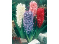 Jácint (Hyacinthus) cserépátmérő kb. 12 cm fehér