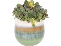Pozsgás növények különböző fajták kerámia kaspóban cserépátmérő: kb. 10,5 cm