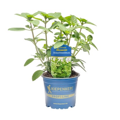Bazsalikom "Magic White" cserépátmérő: kb. 12 cm Ocimum
