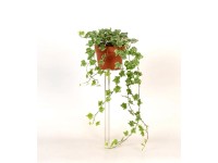 Borostyán fehér-tarka ámpolnás Hedera helix