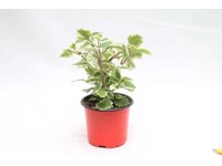 Plectranthus piros-narancs 10,5 cm Plectranthus piros-narancs 10,5 cm
