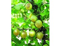 Gyökércsomagolt köszméte bogyós gyümölcsű növény