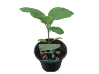 Padlizsán 9 cm-es kiszerelésben kerti növény étkezésre alkalmas