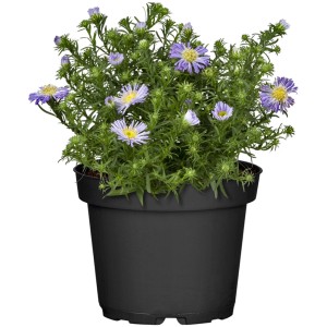 Kerti párna őszirózsa cserépben (kb. 13 cm Ø) lila virágokkal, GROW by OBI.