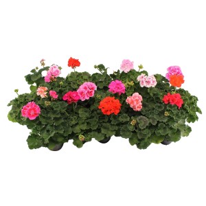 Színes, álló muskátli (Pelargonium zonale) cserépben, különböző színekben.