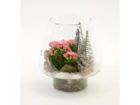 Téli növénykompozíció üveg kaspóban cserépátmérő: kb. 16 cm Téli növénykompozíció üveg kaspóban cserépátmérő: kb. 16 cm