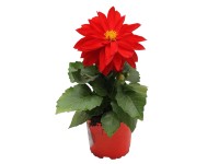 Dália piros-narancs 10,5 cm Dália piros-narancs 10,5 cm