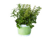 Fűszer TRIO Pizza Fűszer TRIO Pizza