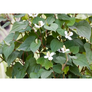 Houttuynia cordata (Molchschwanz), fehér virágokkal és zöld levelekkel, cserépben.