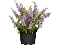 GROW by OBI keskenylevelű angyalfüzér cserépátmérő kb. 15 Angelonia angustifolia GROW by OBI keskenylevelű angyalfüzér cserépátmérő kb. 15 Angelonia angustifolia