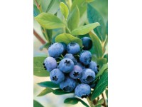 Fürtös áfonya magassága: kb. 20-30 cm kb. 2 l cserépben Vaccinium