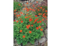 OBI gyömbérgyökér narancssárga cserépátmérő: kb. 13 cm Geum OBI gyömbérgyökér narancssárga cserépátmérő: kb. 13 cm Geum