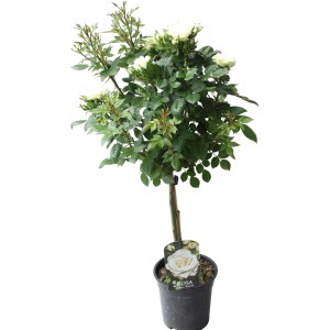 Fehér törzsű rózsa, kb. 70-80 cm magas, 2 literes cserépben. Elegáns ágyás- és dézsás növény.