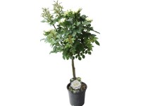 Rózsa törzses fehér Rózsa törzses fehér