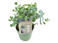 Eukaliptusz Eukaliptusz