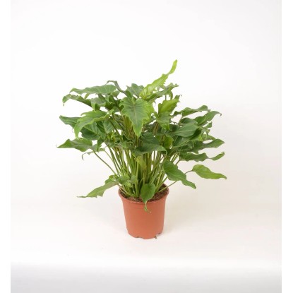 Zöld növények mix cserépátmérő: kb. 19 cm