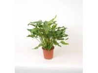 Zöld növények mix cserépátmérő: kb. 19 cm