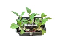 Kelkáposzta 6-os tál gyökérbojt kb. 2 x 2 cm Brassica