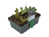 Vörös fejes saláta 6-os tál gyökérbojt kb. 2 x 2 cmLactuca sativa var. Capitata